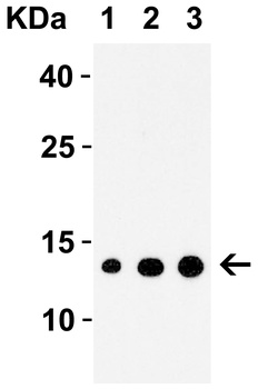 IRAK1 Antibody