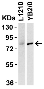 IRAK1 Antibody