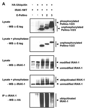 IRAK1 Antibody