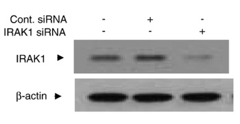 IRAK1 Antibody