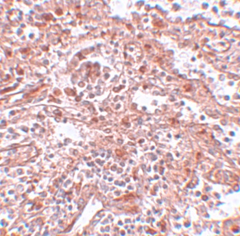 Lin28 Antibody