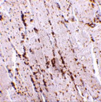 SCARB2 Antibody