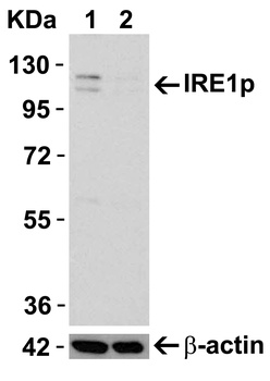 IRE1p Antibody