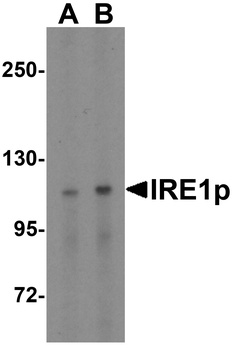 IRE1p Antibody