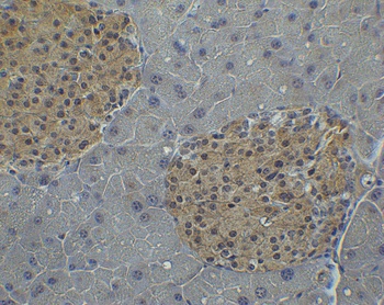 IRF7 Antibody