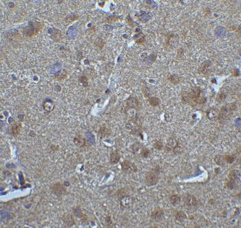 IRF7 Antibody