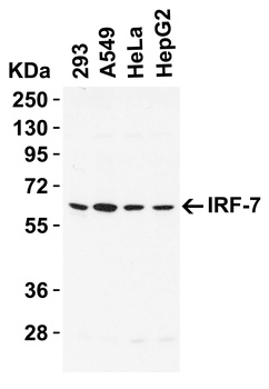 IRF7 Antibody