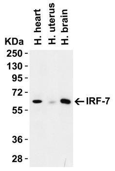 IRF7 Antibody