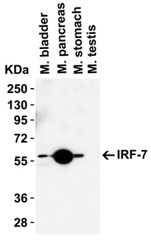 IRF7 Antibody