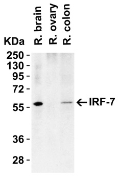 IRF7 Antibody