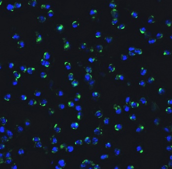 IRF7 Antibody