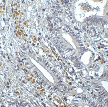 IRF7 Antibody