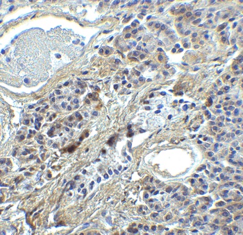 IRF7 Antibody