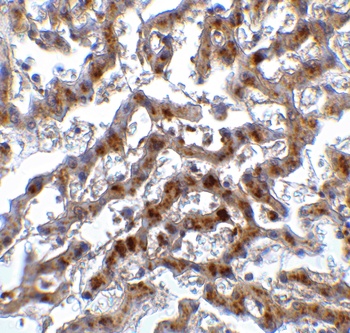 IRF7 Antibody