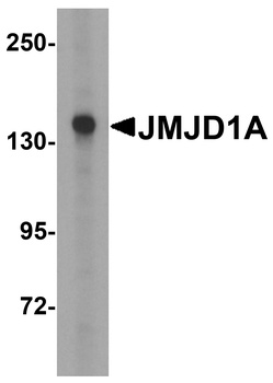 KDM3A Antibody