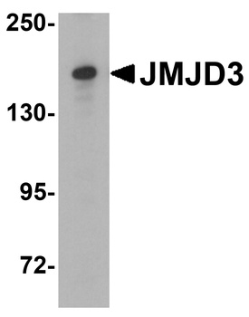 JMJD3 Antibody