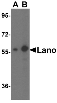 Lano Antibody