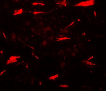 LAMTOR3 Antibody