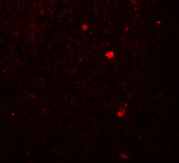 LAMTOR2 Antibody