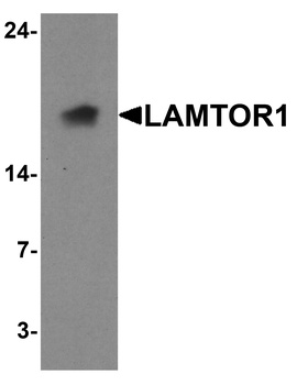 LAMTOR1 Antibody