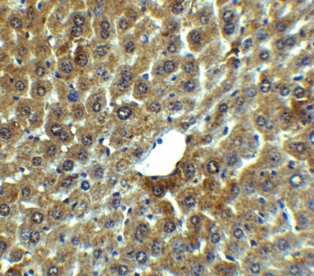 Lamp2 Antibody