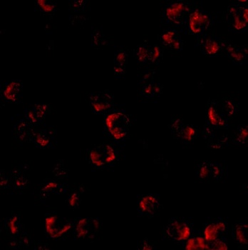 KIF5 Antibody