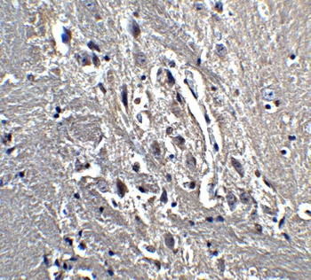 KIF5A Antibody