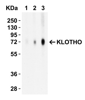 KLOTHO Antibody