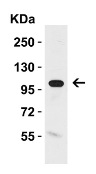 KLOTHO Antibody