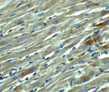 KLOTHO Antibody