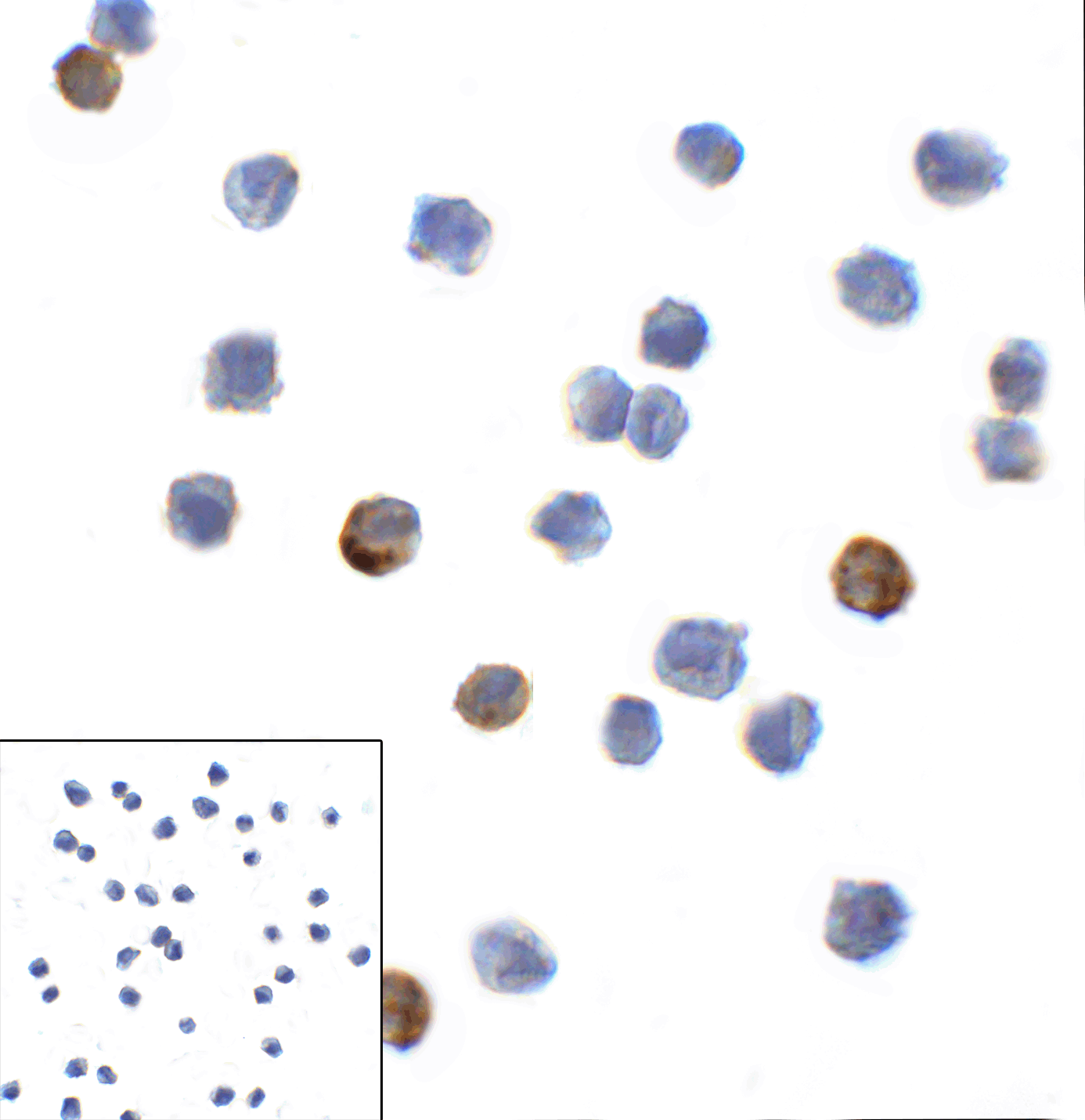 LAG3 Antibody