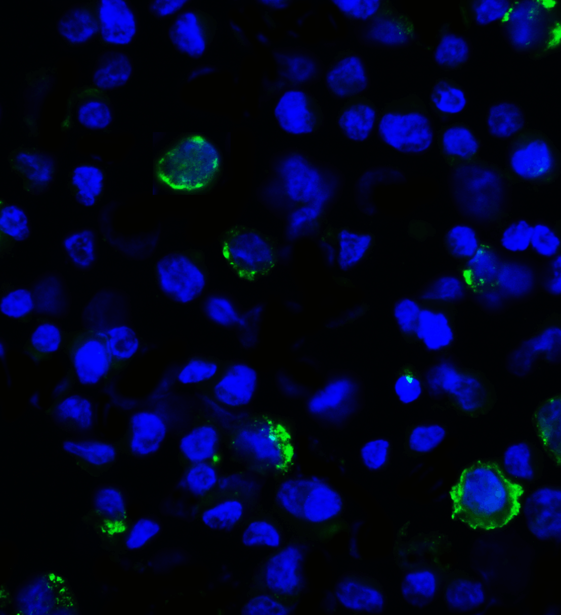 LAG3 Antibody