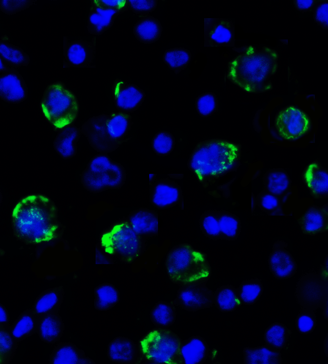 LAG3 Antibody [1G4]