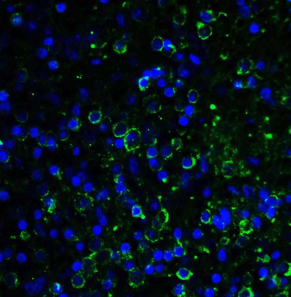 LAG3 Antibody [1G4]