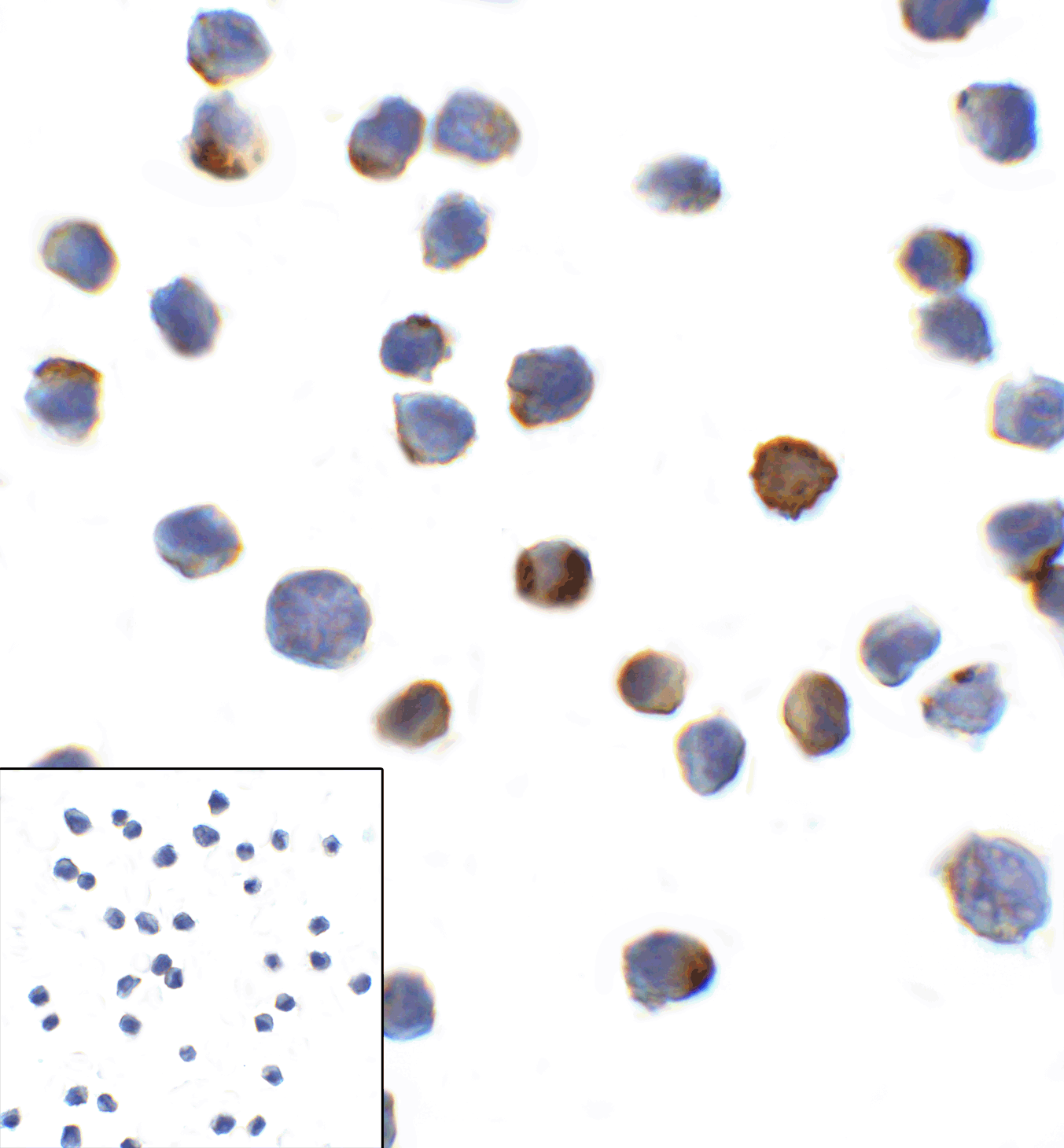 LAG3 Antibody [2G8]