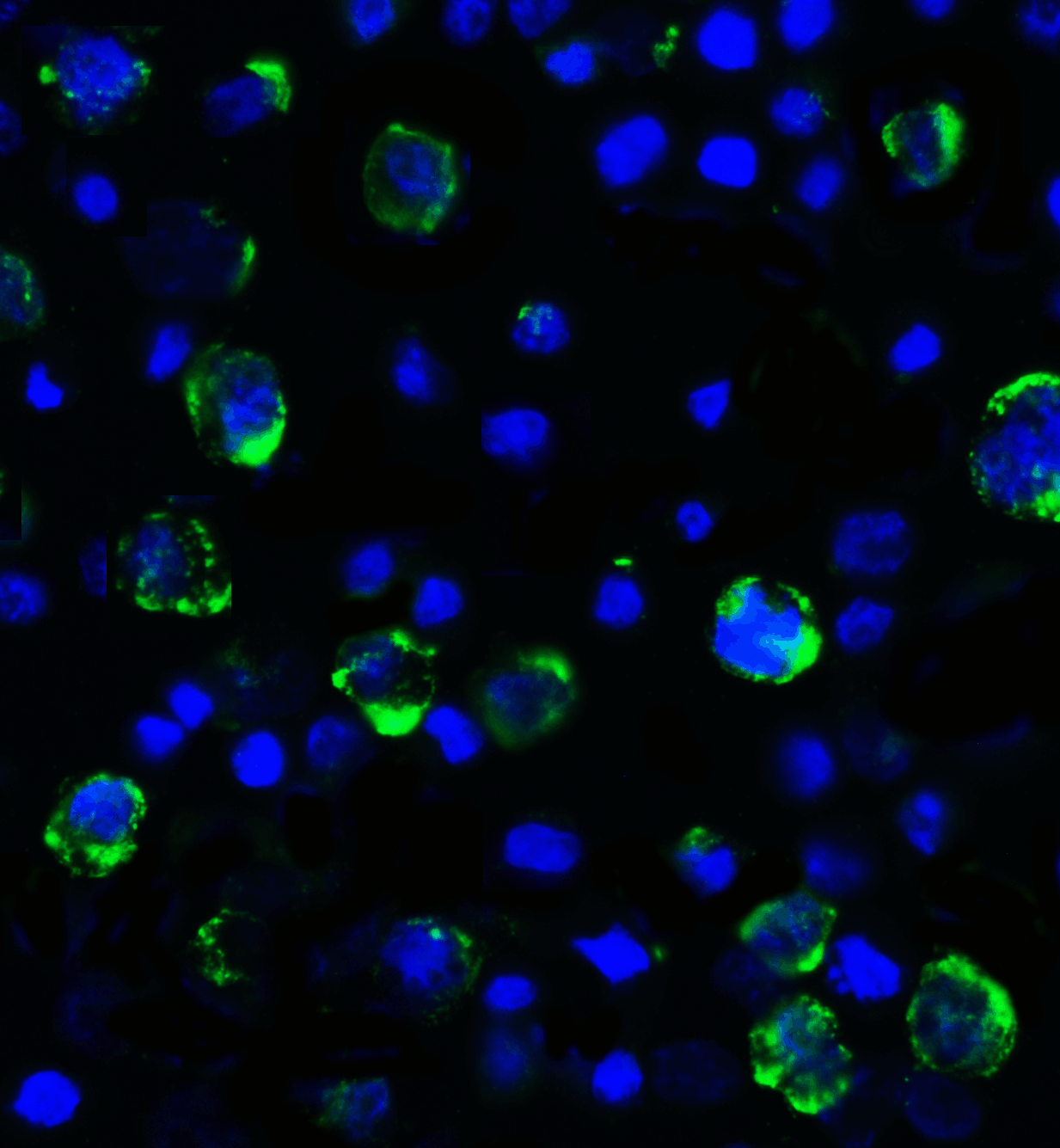 LAG3 Antibody [2G8]