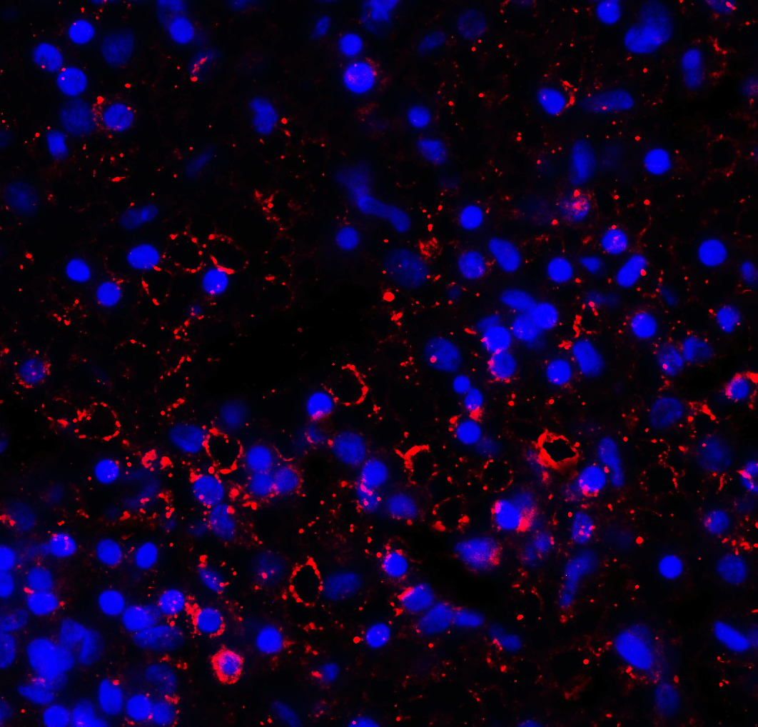 LAG3 Antibody [2G8]