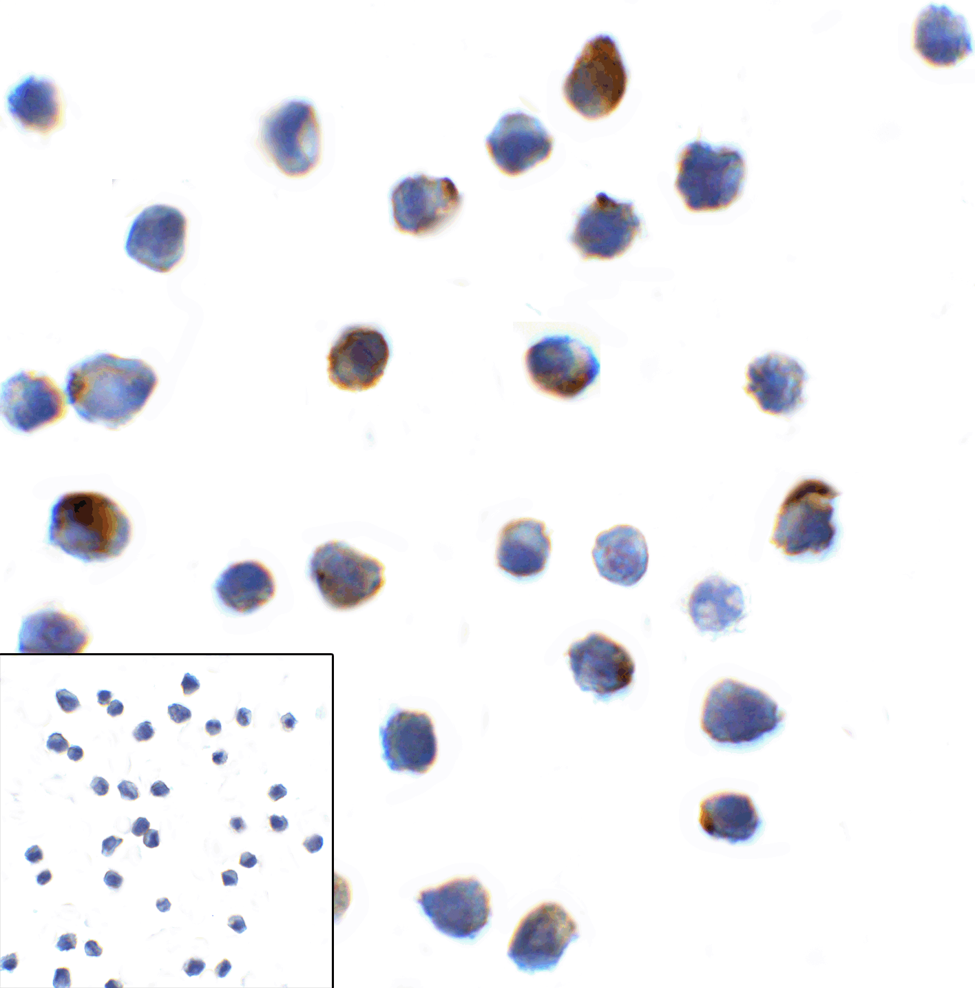 LAG3 Antibody