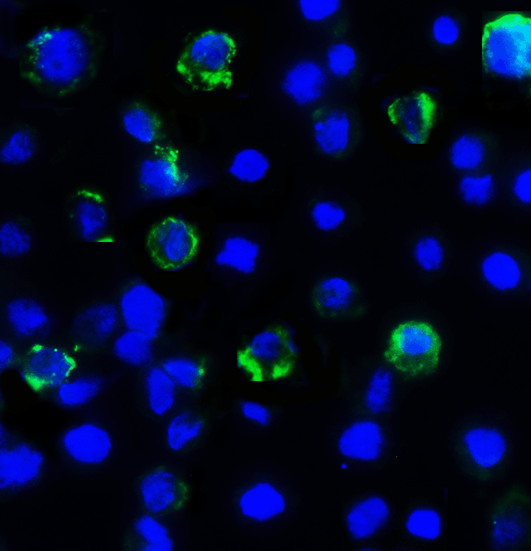 LAG3 Antibody [6B12]