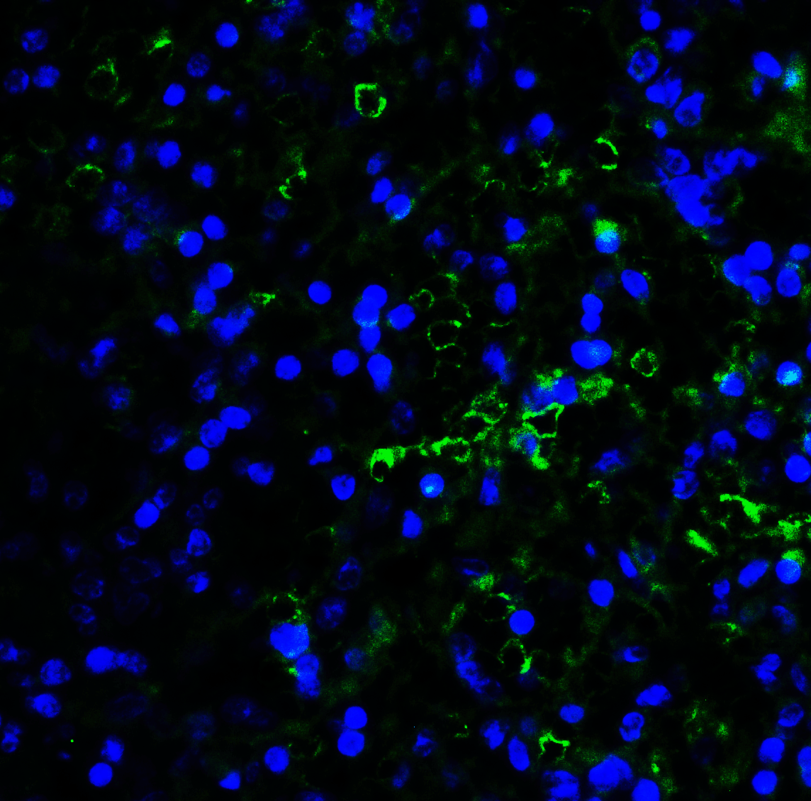 LAG3 Antibody [6B12]