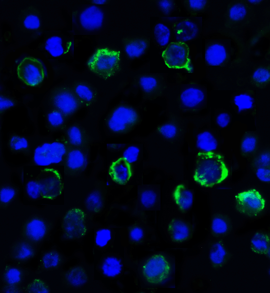 LAG3 Antibody [6D1]