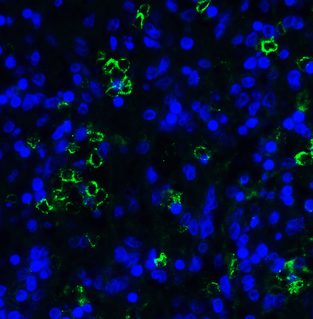 LAG3 Antibody [6D1]