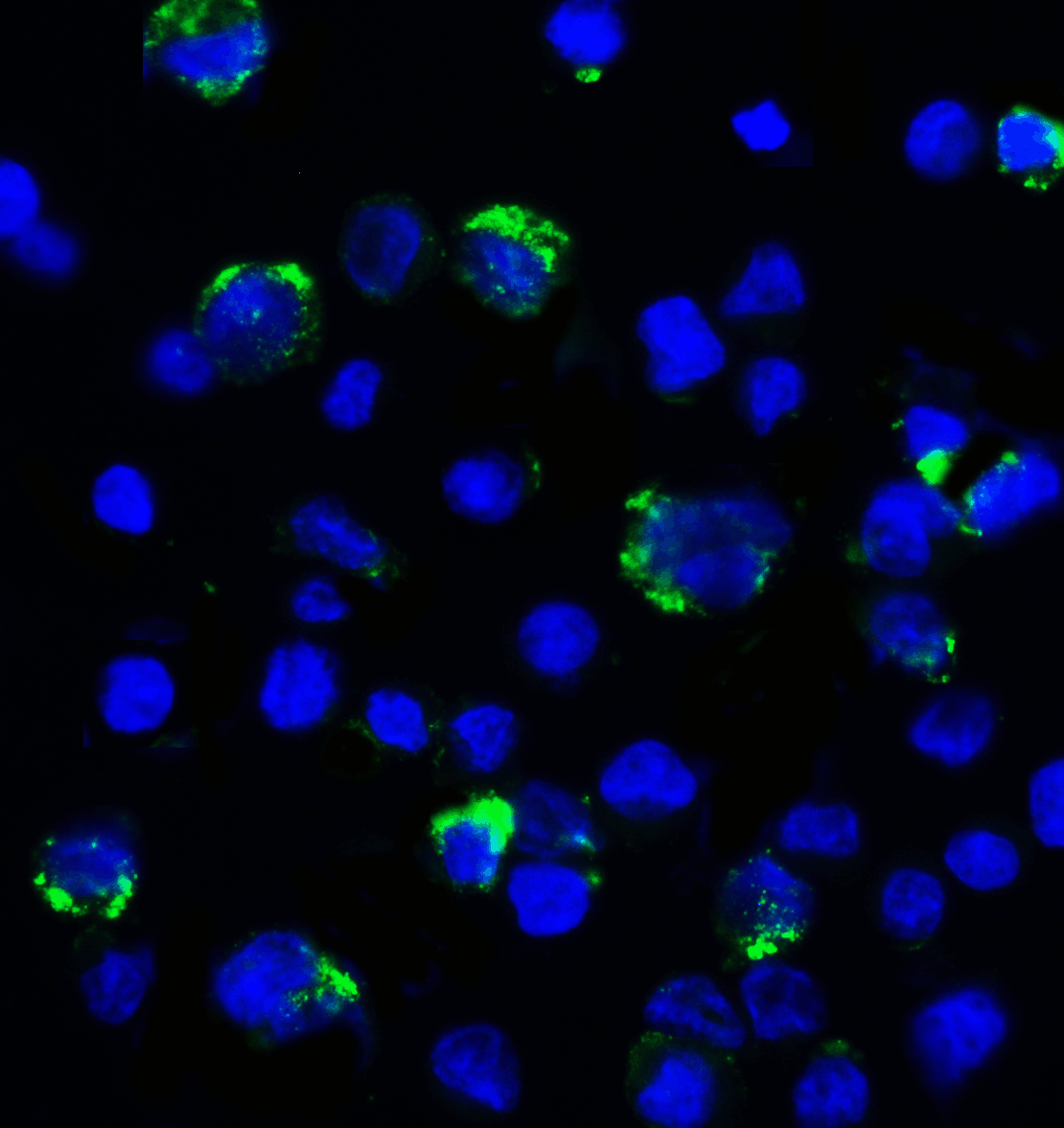 LAG3 Antibody [9F9]