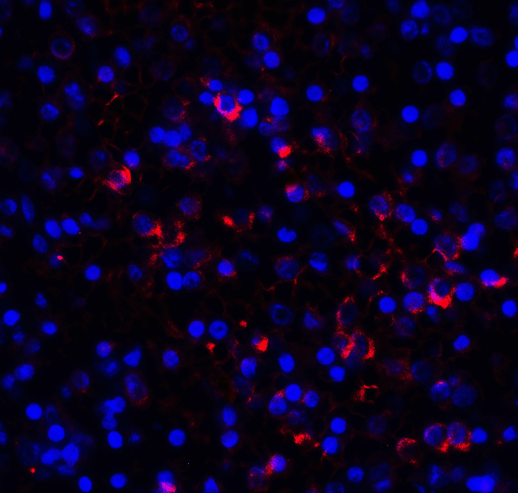 LAG3 Antibody [9F9]