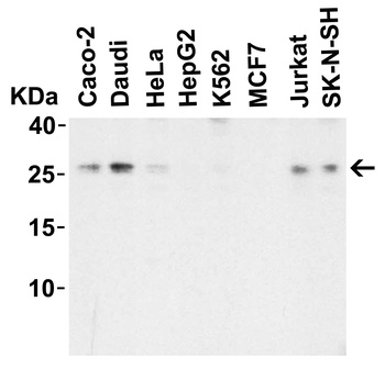 LIF Antibody