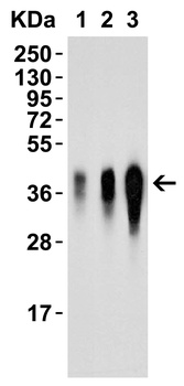 LIF Antibody