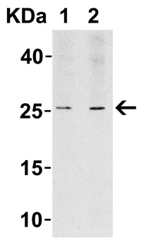 LIF Antibody