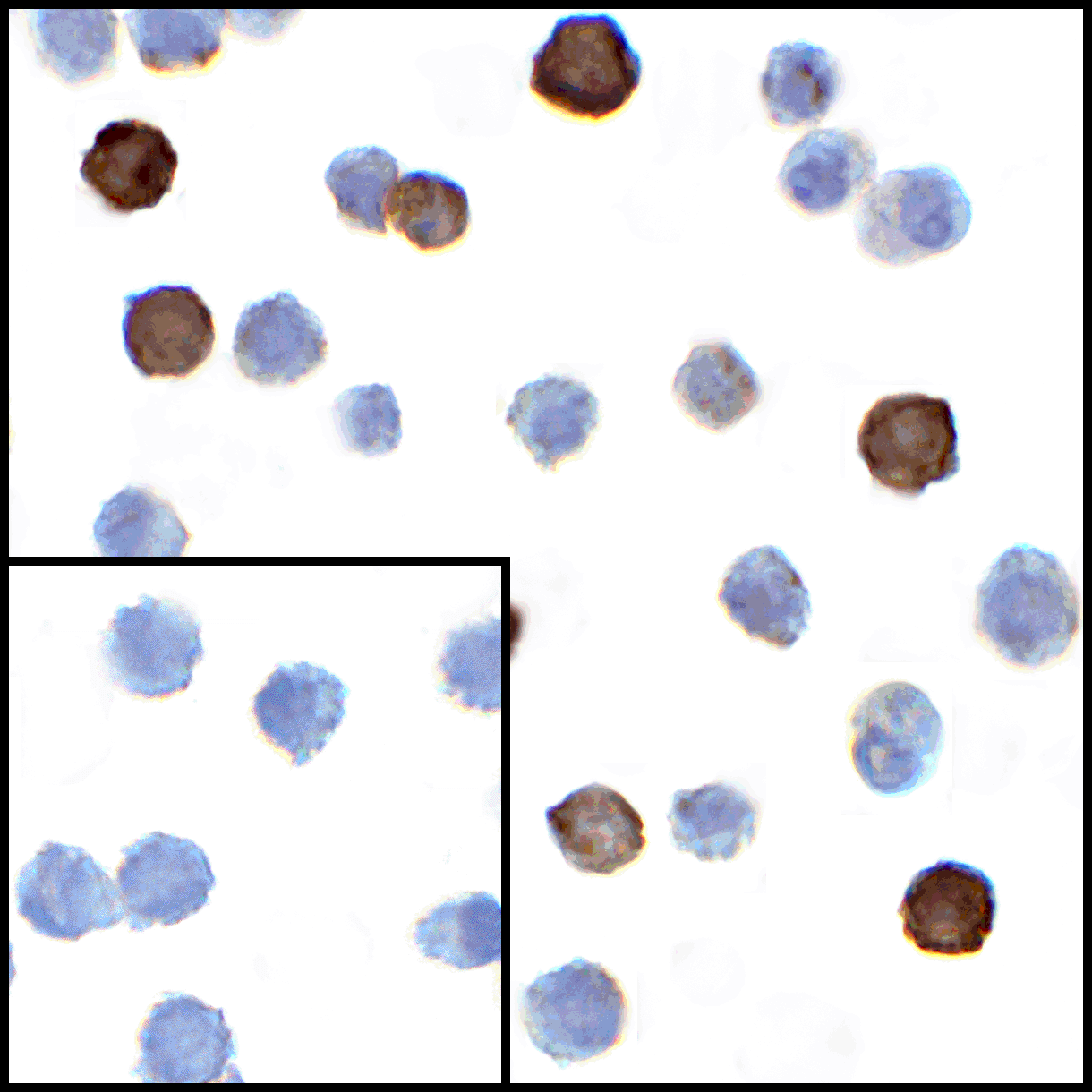 LIGHT Antibody [7B9E12]