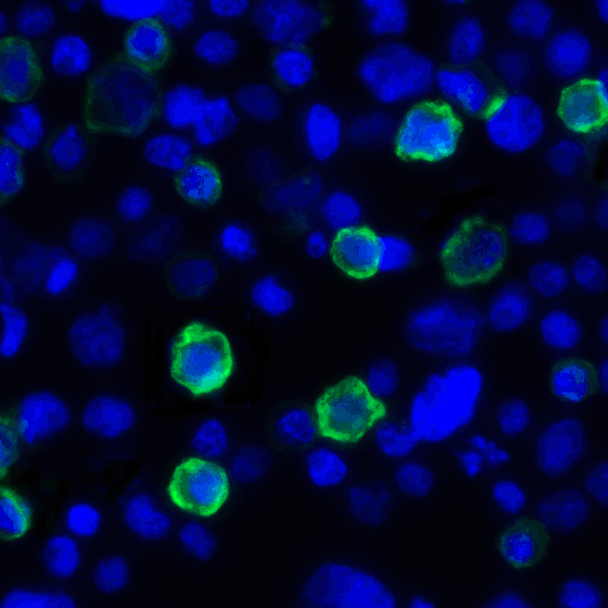 LIGHT Antibody [7B9E12]