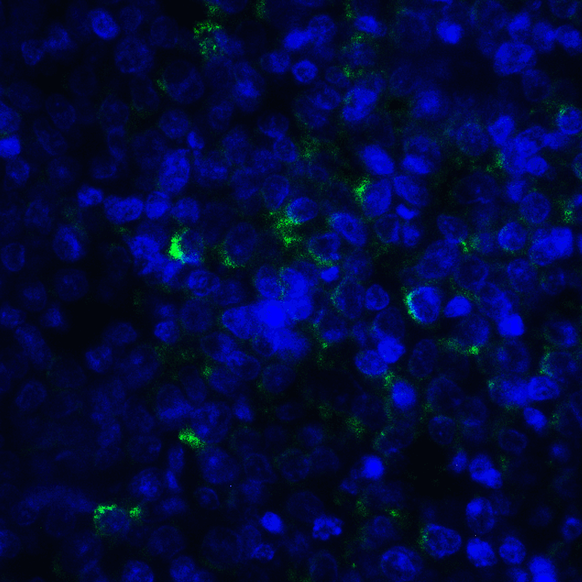 TNFSF14 Antibody